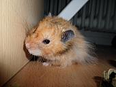 hamster 2013x2 img0175