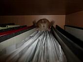 hamster 2013x2 img0179