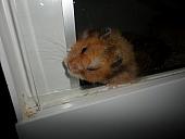 hamster 2013x2 img0200