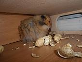 hamster 2013x2 img0230