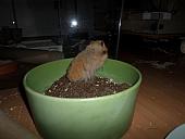 hamster 2013x2 img0232