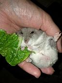 hamster 2013 img0001