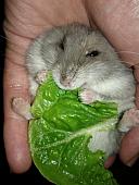 hamster 2013 img0002