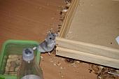 hamster 2013 img0048