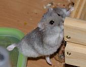 hamster 2013 img0049