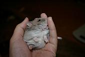 hamster 2013 img0081