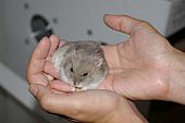 hamster 2013 img0084