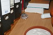 hamster 2013 img0095