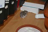 hamster 2013 img0096