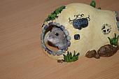 hamster 2013 img0101