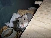 hamster 2013 img0124