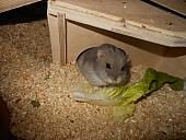 hamster 2013 img0152