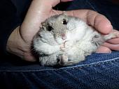 hamster 2013 img0201