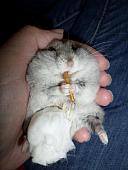 hamster 2013 img0202