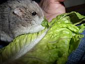 hamster 2013 img0205