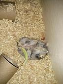 hamster 2013 img0253