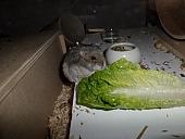 hamster 2013 img0255