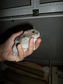 hamster 2013x2 img0034