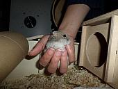 hamster 2013x2 img0039