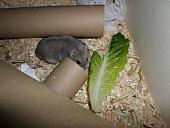 hamster 2013x2 img0044