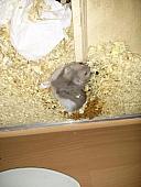 hamster 2013x2 img0110