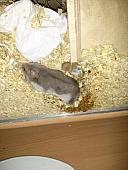 hamster 2013x2 img0111