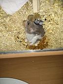 hamster 2013x2 img0112