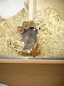 hamster 2013x2 img0114