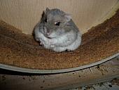 hamster 2013x2 img0169