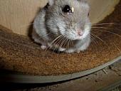 hamster 2013x2 img0170