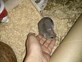 hamster 2013x2 img0182