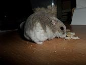 hamster 2013x2 img0247