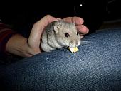 hamster 2013x2 img0250