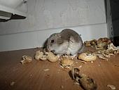 hamster 2013x2 img0254