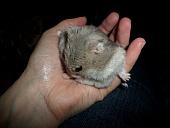 hamster 2013x2 img0259