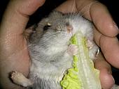 hamster 2013x2 img0263