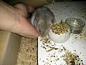 hamster 2013x2 img0264