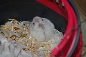 sonstiges hamster5 img0365