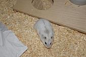 sonstiges hamster5 img0366