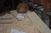 sonstiges hamster5 img0367