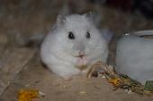 sonstiges hamster5 img0370