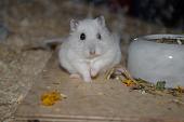 sonstiges hamster5 img0371