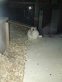 sonstiges hamster5 img0375