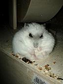 sonstiges hamster5 img0377