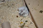 sonstiges hamster5 img0388