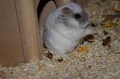 sonstiges hamster5 img0389