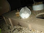 sonstiges hamster5 img0396