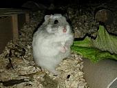 sonstiges hamster5 img0399