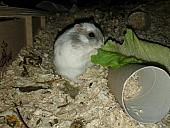 sonstiges hamster5 img0400