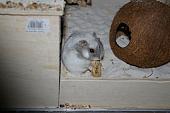 sonstiges hamster5 img0411